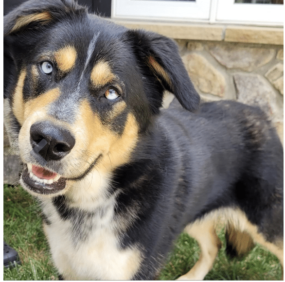 Beau, a brown, black and white mixed breed available for adoption at Middleburg Humane Foundation in Marshall, VA